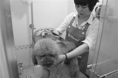 創新與轉型并行 寵物行業加速O2O領域布局