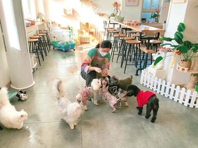 旅游熱帶火寵物上門喂養(yǎng)，寵物服務(wù)行業(yè)涌現(xiàn)新業(yè)態(tài)