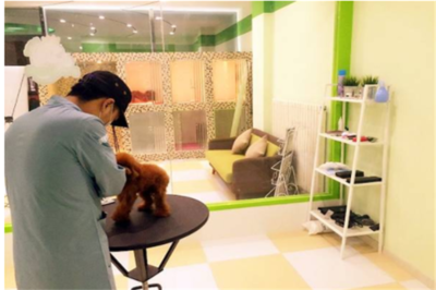 專業(yè)寵物服務(wù)，讓您的愛(ài)寵更健康快樂(lè)——記【寵物寶寶寵物店】