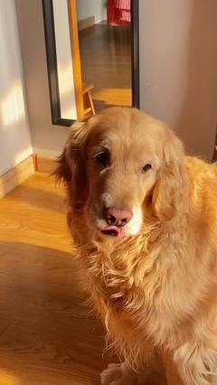 寵物寄養(yǎng)服務(wù) 安心托付，溫馨相伴