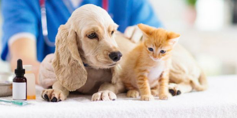 寵物經(jīng)濟(jì)火熱 產(chǎn)業(yè)規(guī)模持續(xù)增長，服務(wù)領(lǐng)域成新藍(lán)海