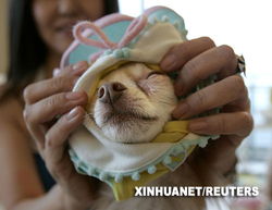 日本寵物商品及服務(wù)市場(chǎng)持續(xù)擴(kuò)大 驅(qū)動(dòng)因素與未來(lái)展望