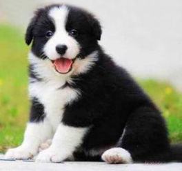 佛山純種邊境牧羊犬幼崽價(jià)格及正規(guī)犬舍與寵物服務(wù)指南