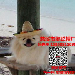 定制寵物帽，讓您的愛(ài)寵時(shí)尚又溫暖