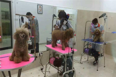 希爾斯寵物醫(yī)院 一站式專業(yè)寵物服務(wù)，守護(hù)愛(ài)寵健康