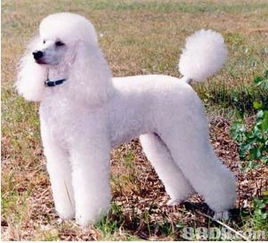 專業(yè)寵物美容師，為你的愛(ài)寵量身定制獨(dú)一無(wú)二的美麗體驗(yàn)