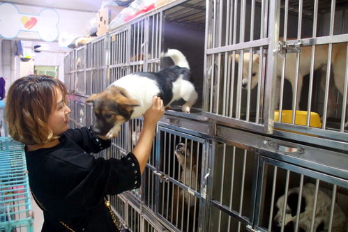 蘇州長(zhǎng)假寵物寄養(yǎng)生意火爆，高端服務(wù)成新趨勢(shì)