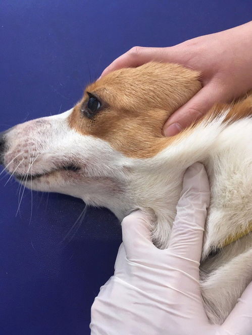 深圳寶安區(qū)及龍華區(qū)24小時(shí)寵物醫(yī)院與服務(wù)指南