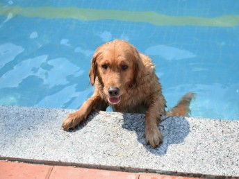 天河寵訓(xùn) 專業(yè)狗狗訓(xùn)犬基地，上門(mén)接送打造無(wú)憂訓(xùn)練體驗(yàn)