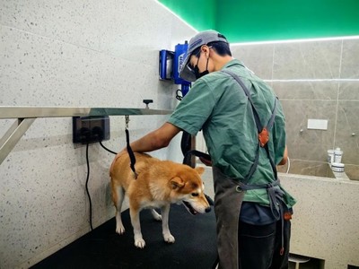 青浦首店！這家寵物樂園有點(diǎn)不一樣~ 解鎖寵物服務(wù)新體驗(yàn)